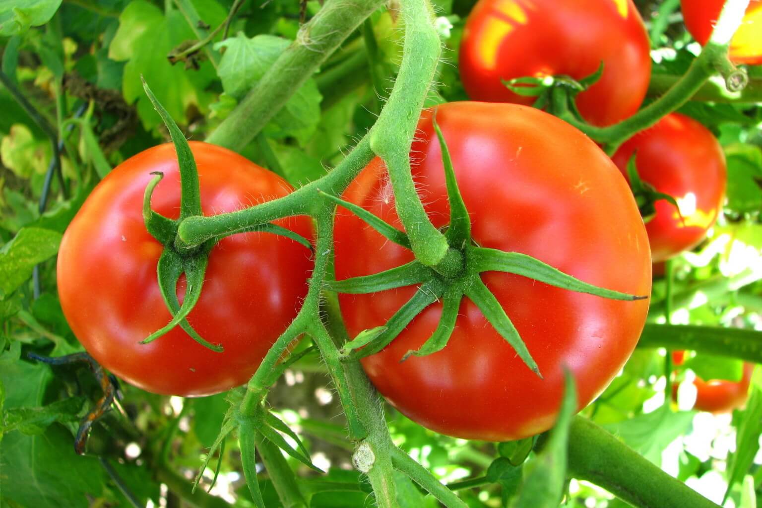 Tomate - Techno Food Agro